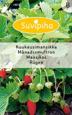 KÖÖGIVILJASEEMNED SUVIPIHA KUUMAASIKAS 