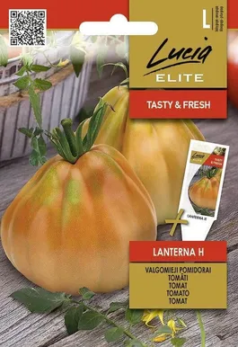 TOMAT SEKLOS LANTERNA H, PAKIS 10 SEEMET