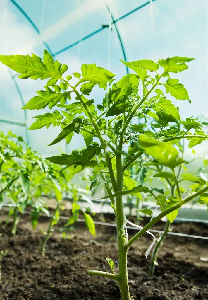 Tomatitaim Tomatitaimede kasvatamise nipid