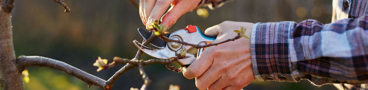 Kuidas viljapuid õigesti lõigata? Vaata videot