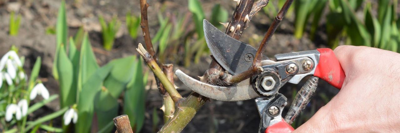 Märtsikuu aiatööde meelespea!